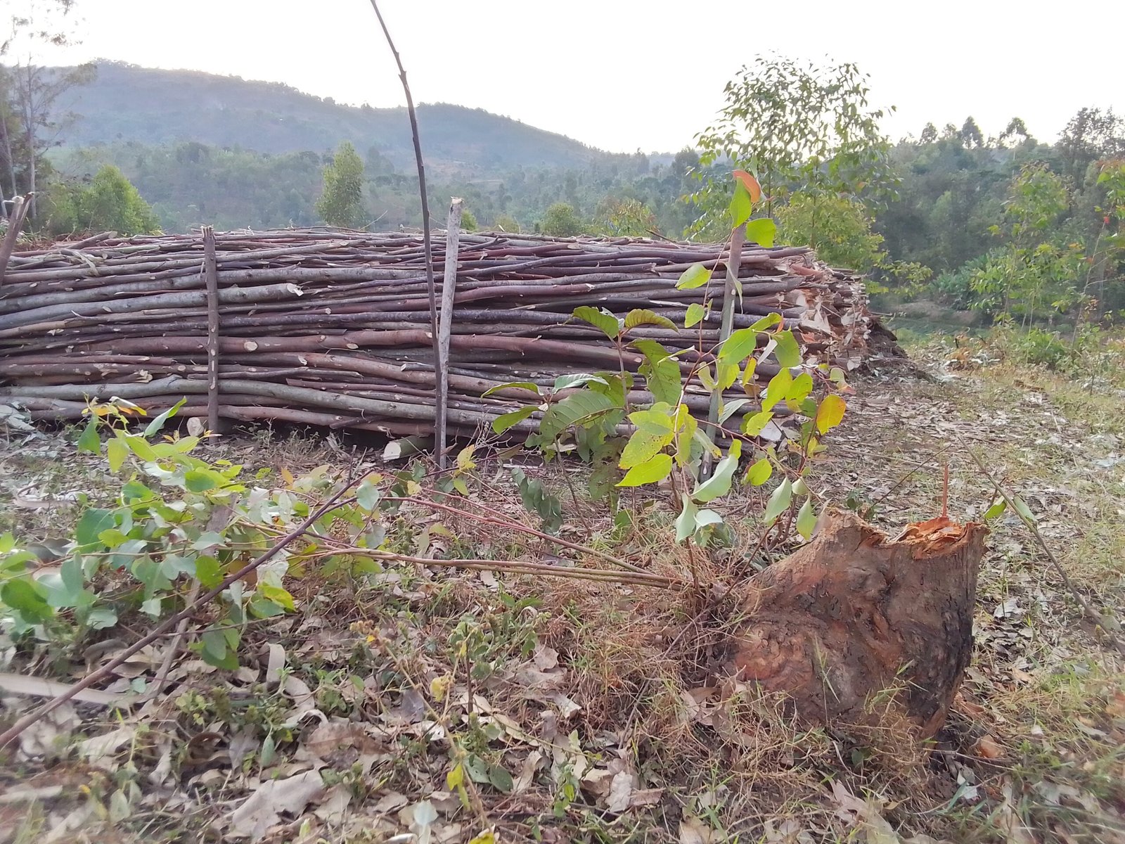 Ignoring the Bigger Picture (image credits: wikimedia)