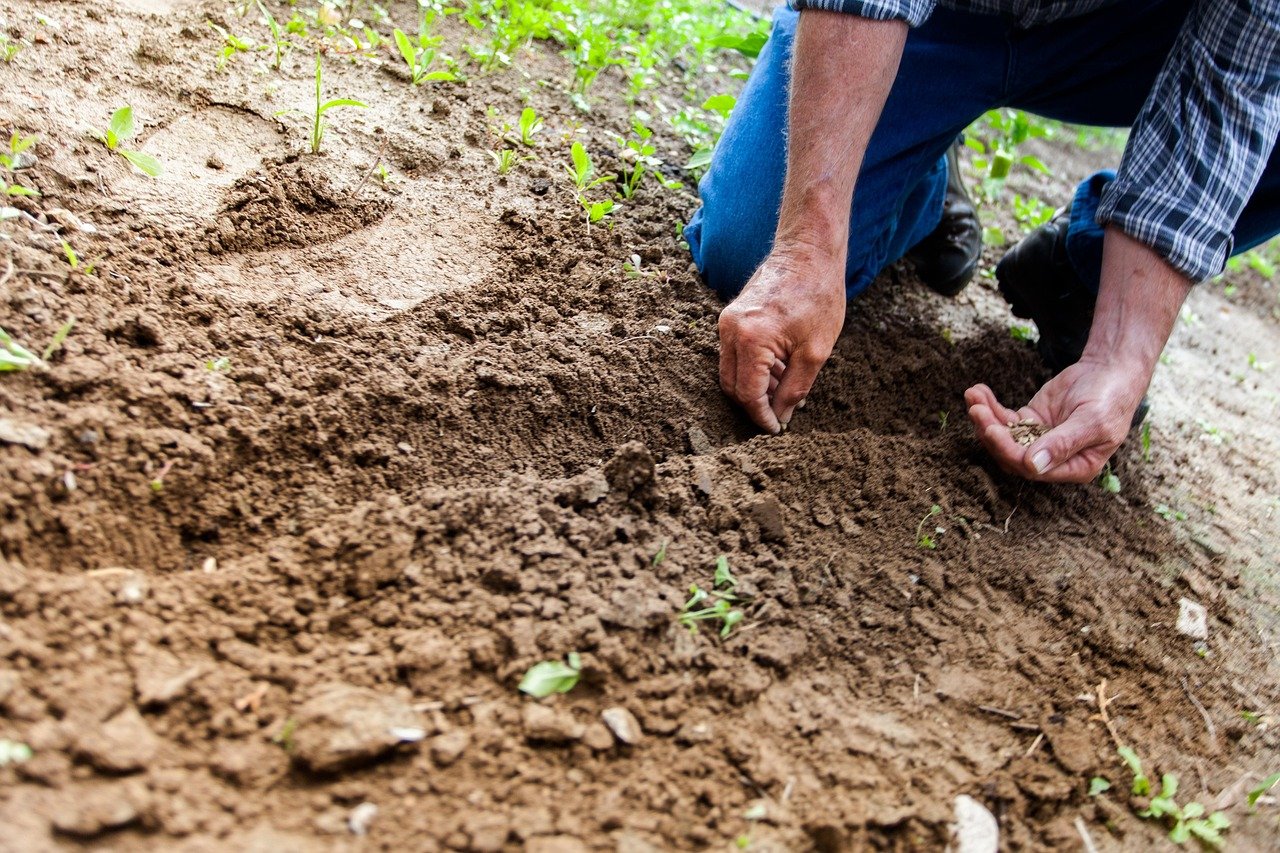 The Hidden World of Soil Predators (image credits: pixabay)