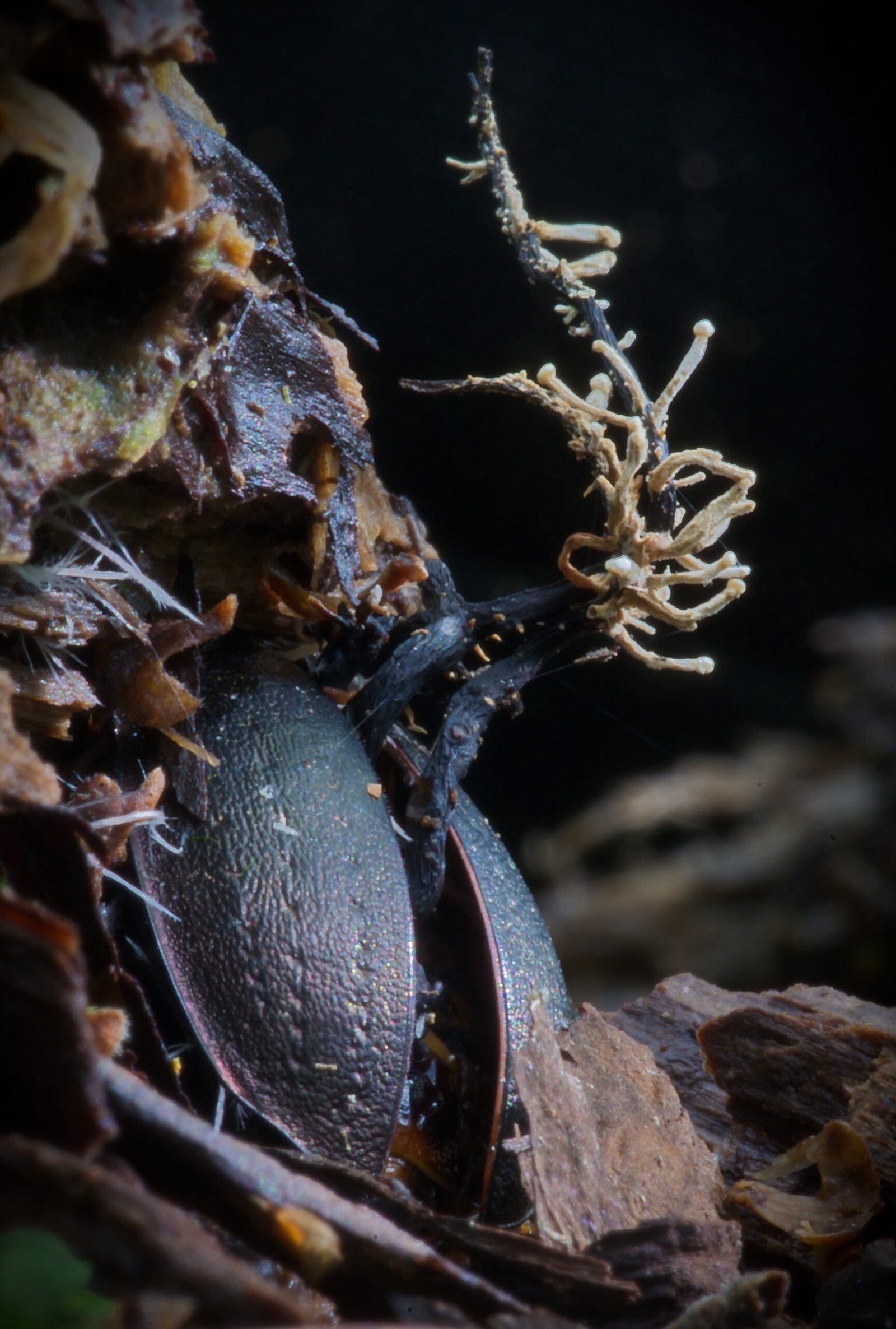 Meet the Noose-Making Fungus (image credits: wikimedia)