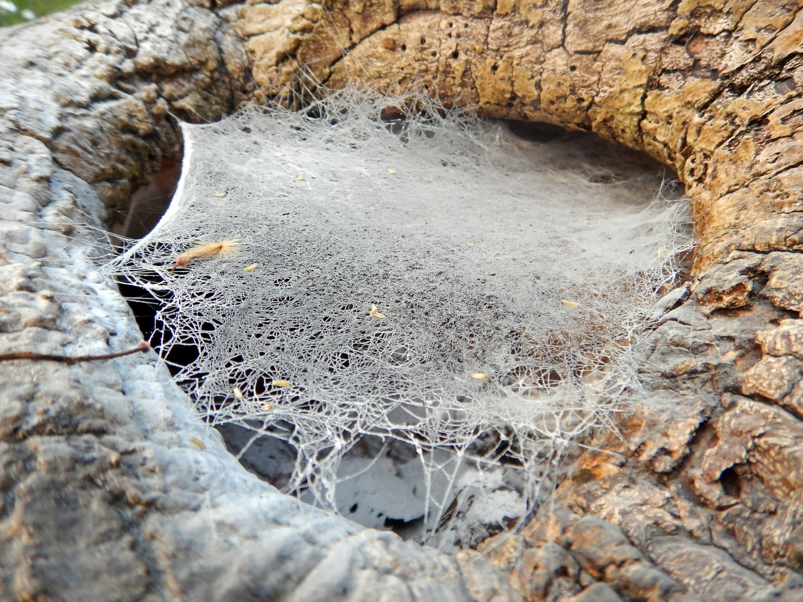 The Science Behind the Snare (image credits: wikimedia)
