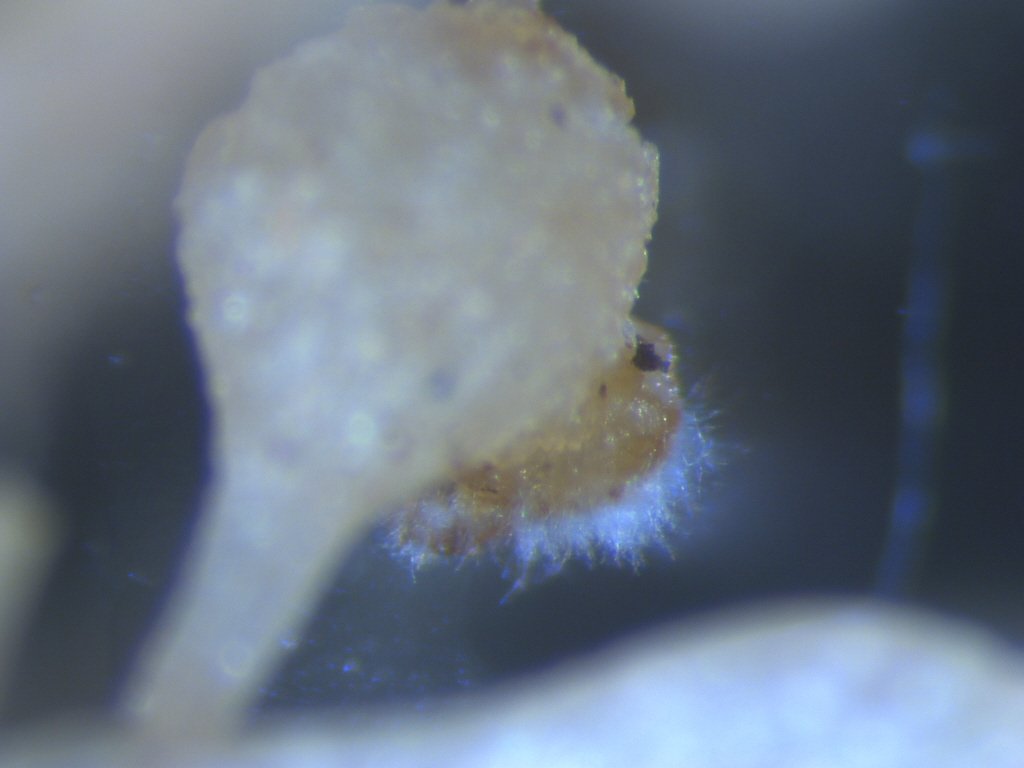 When Worm Meets Noose: The Deadly Encounter (image credits: wikimedia)