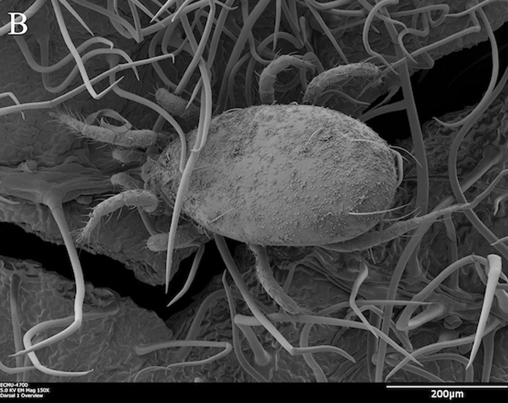 Why Fungi Became Predators (image credits: wikimedia)