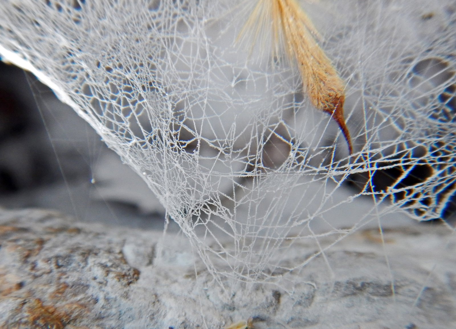 Fungi as Nature’s Pest Control (image credits: wikimedia)