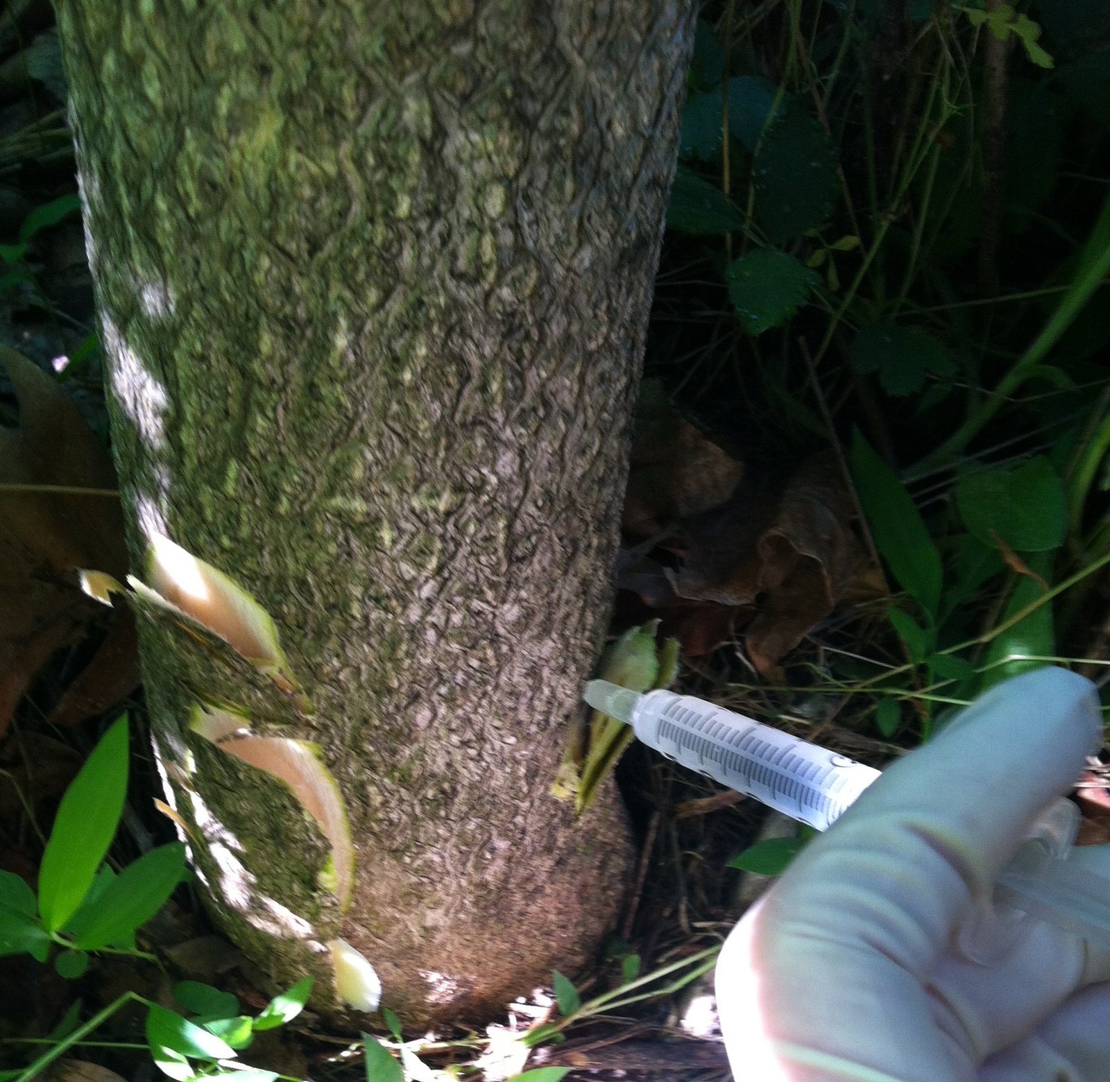 The Future of Fungal Research (image credits: wikimedia)