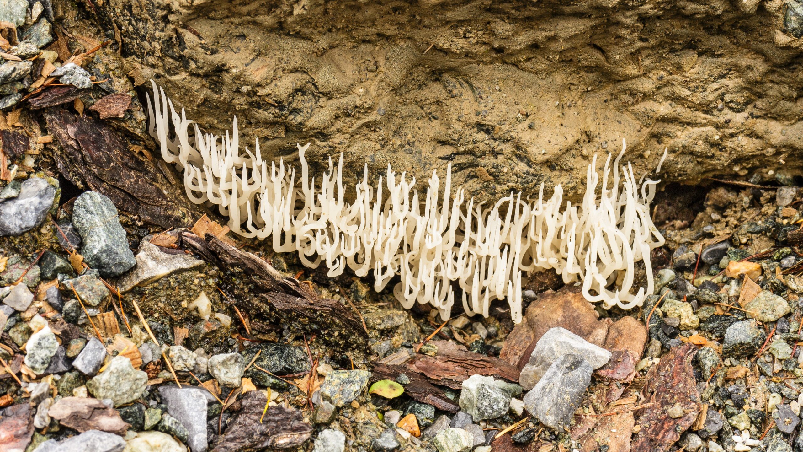 This Fungus Traps Worms in Nooses and Devours Them Alive