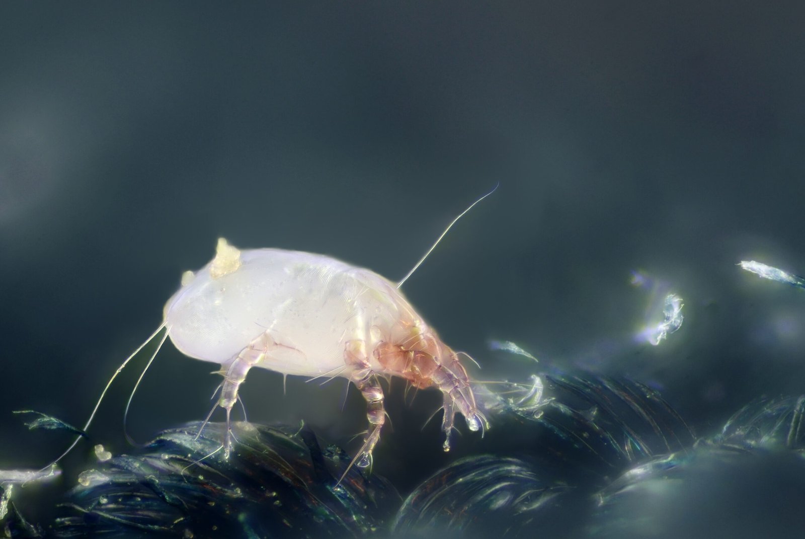 Meet the Mattress Mites: An Invisible Army (image credits: wikimedia)