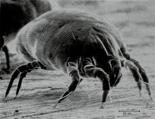 How Mites Impact Your Health (image credits: wikimedia)