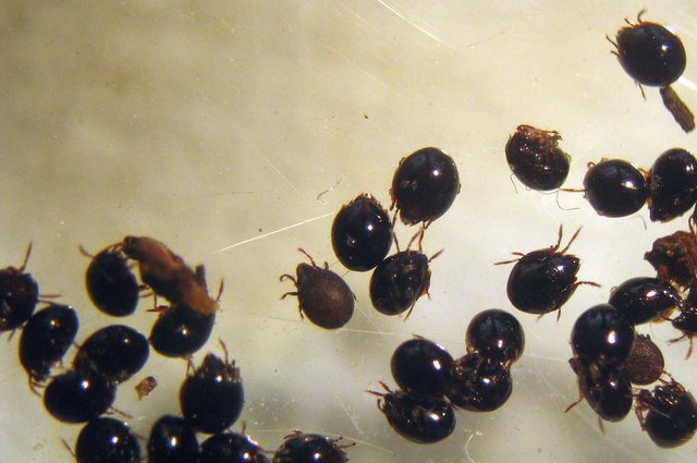 Why You Can’t Completely Get Rid of Mites (image credits: wikimedia)