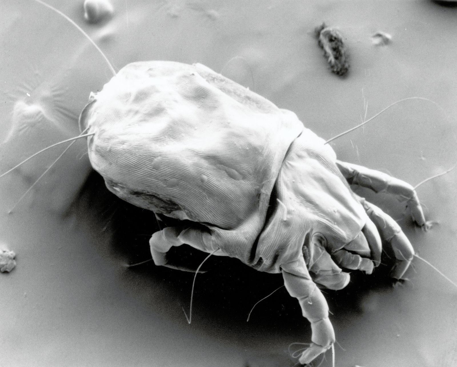 Mattress Materials and Mite Populations (image credits: wikimedia)