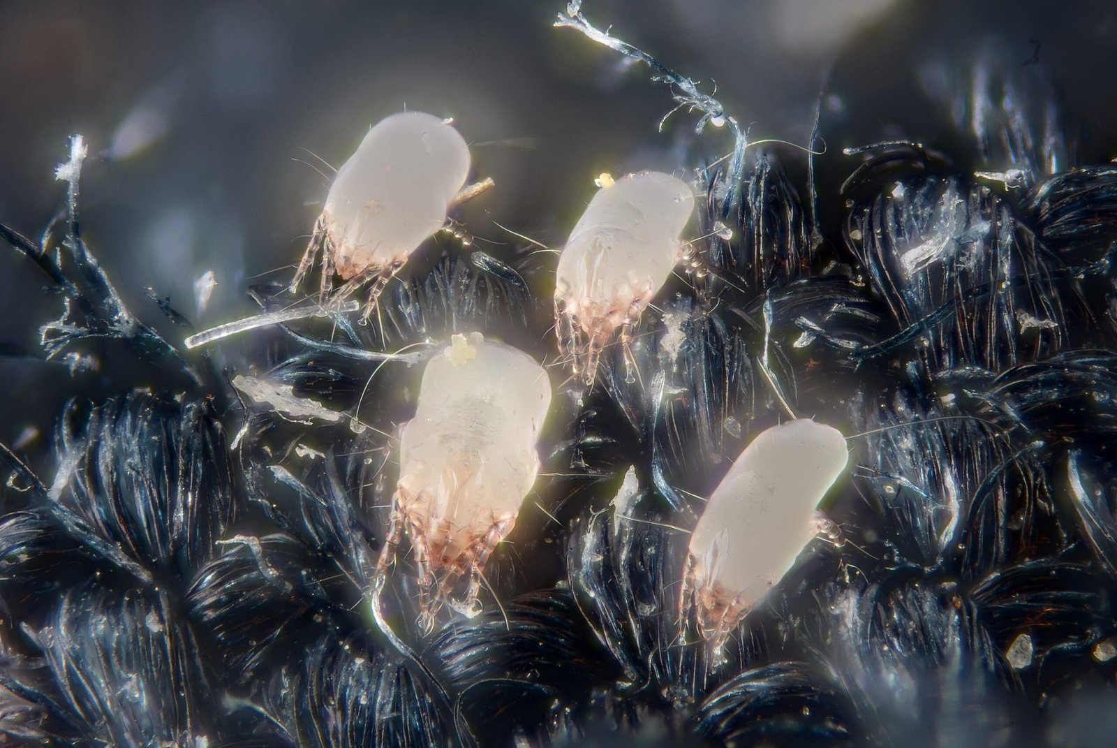 Living with Mites: Acceptance and Awareness (image credits: wikimedia)