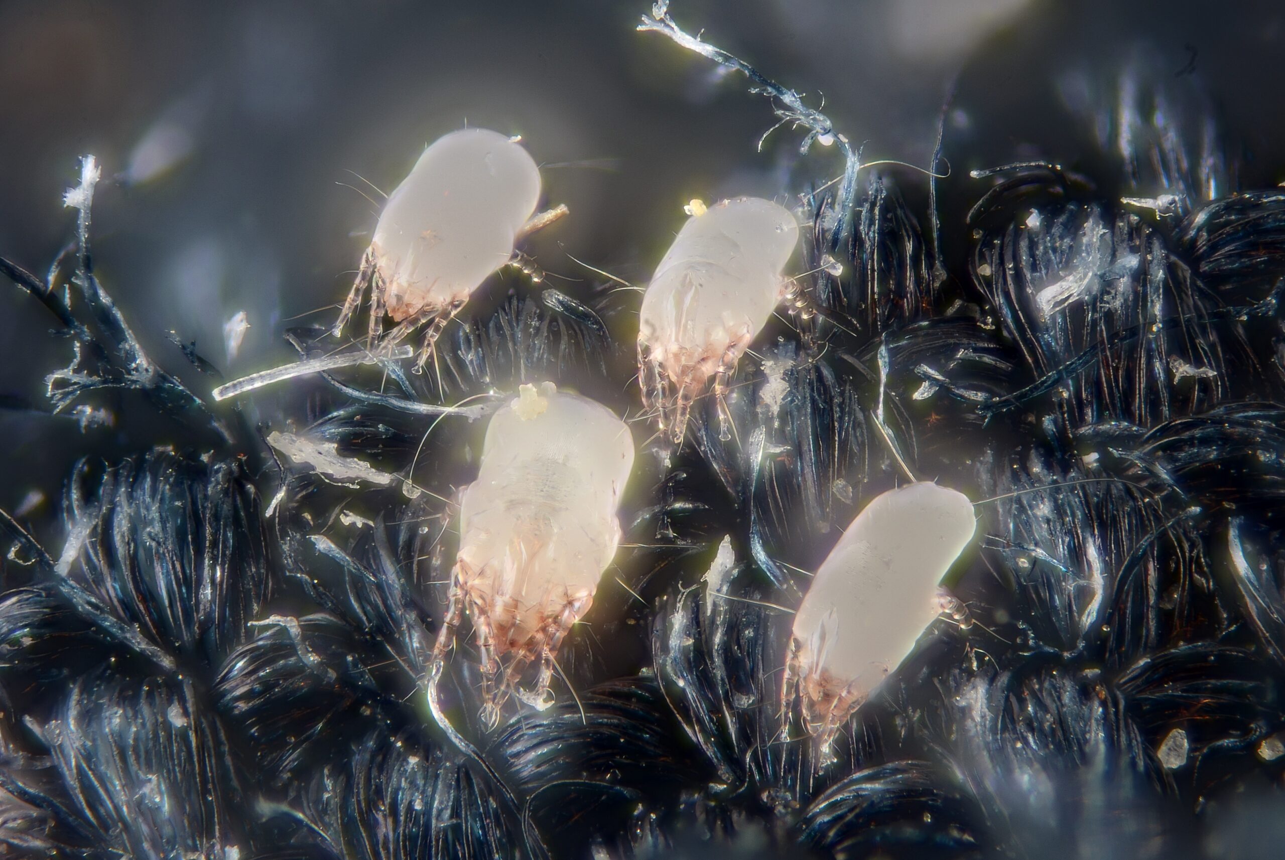 There Are Mites in Your Mattress That Feast on Your Shed Skin