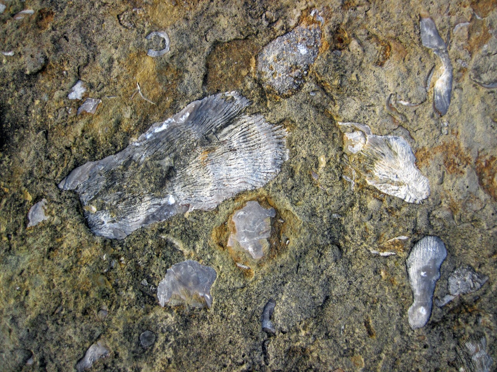 Strange Creatures Roamed Where the Subway Now Runs (image credits: wikimedia)