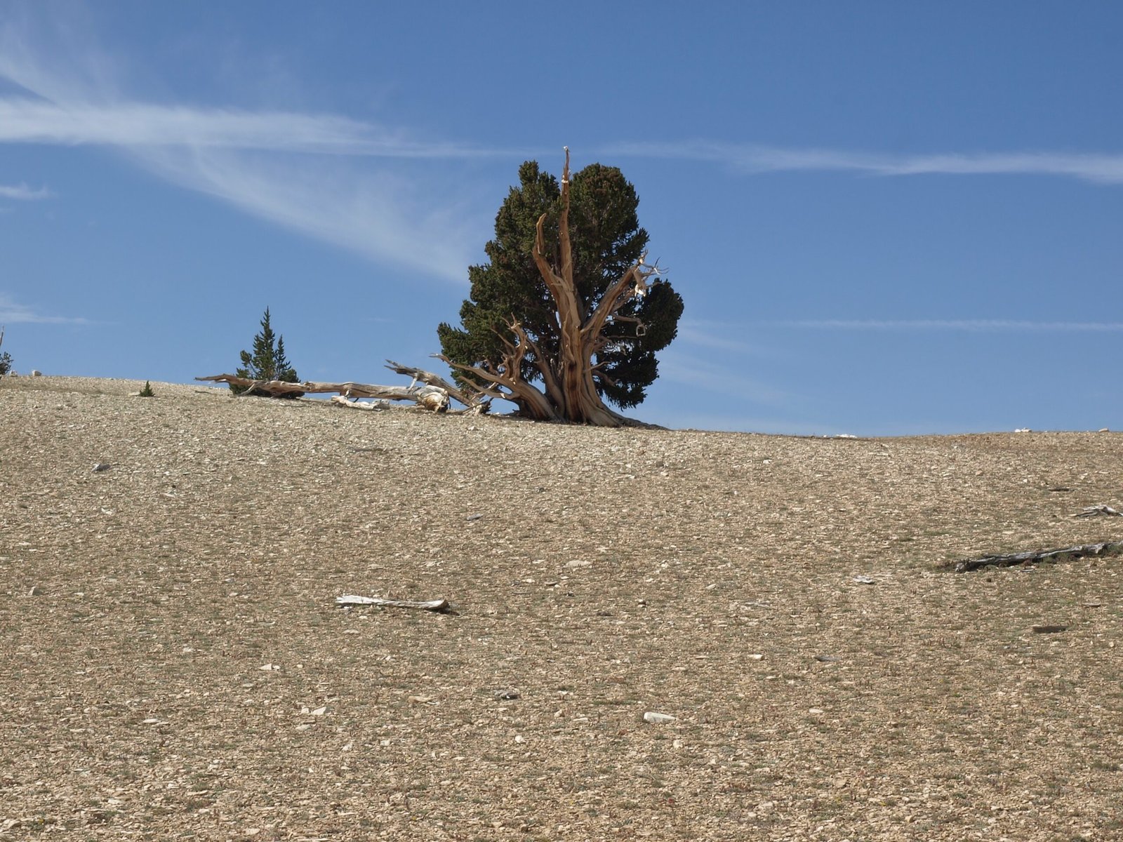 The First Forests and the Birth of Soil (image credits: wikimedia)