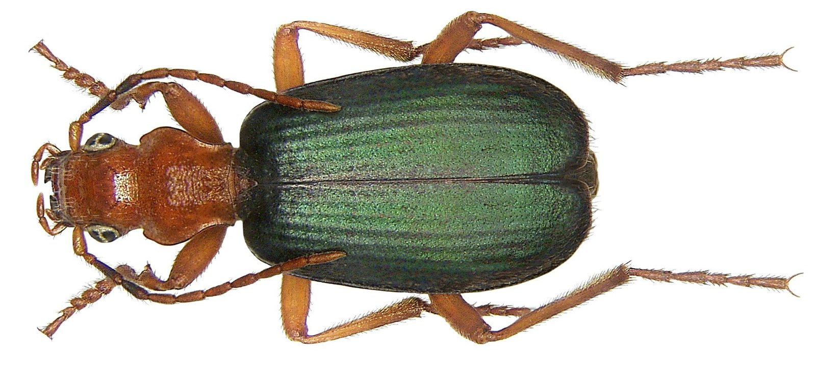 Aim and Accuracy: The Beetle’s Secret Weapon (image credits: wikimedia)