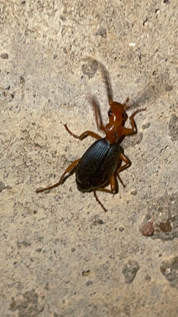 The Very Real and Very Smelly Defense Tactics of the Bombardier Beetle