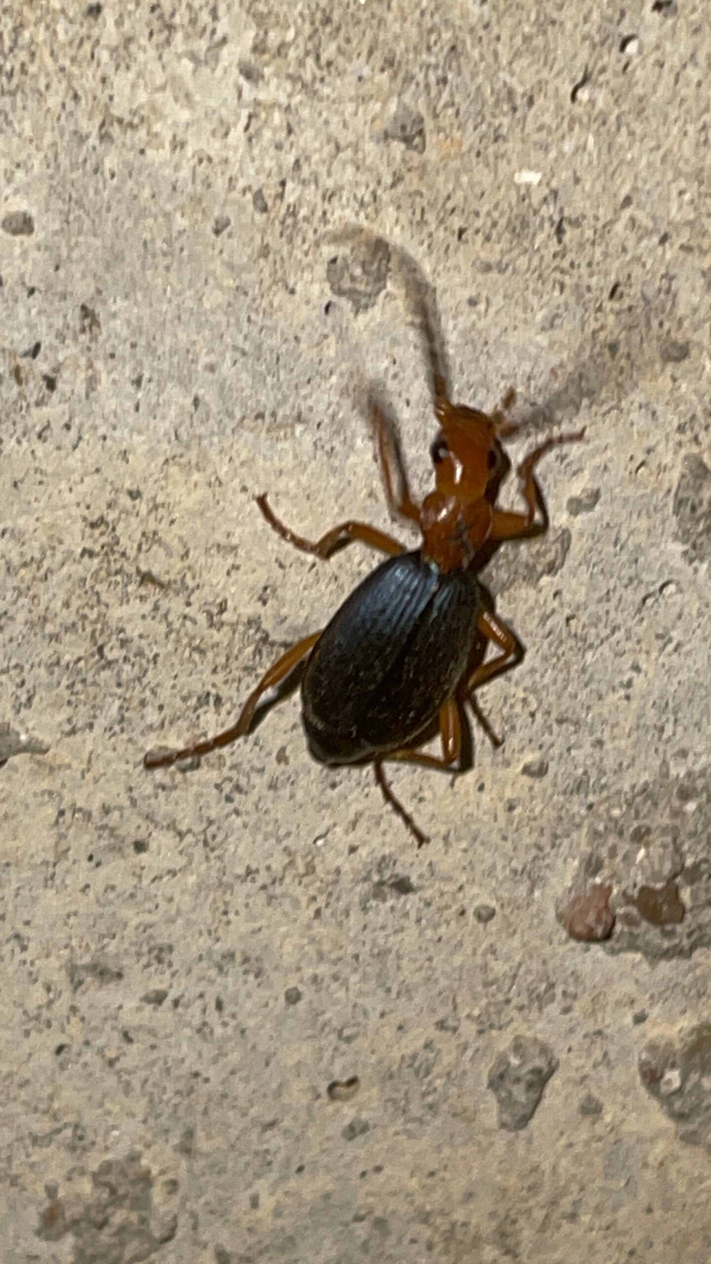 The Very Real and Very Smelly Defense Tactics of the Bombardier Beetle