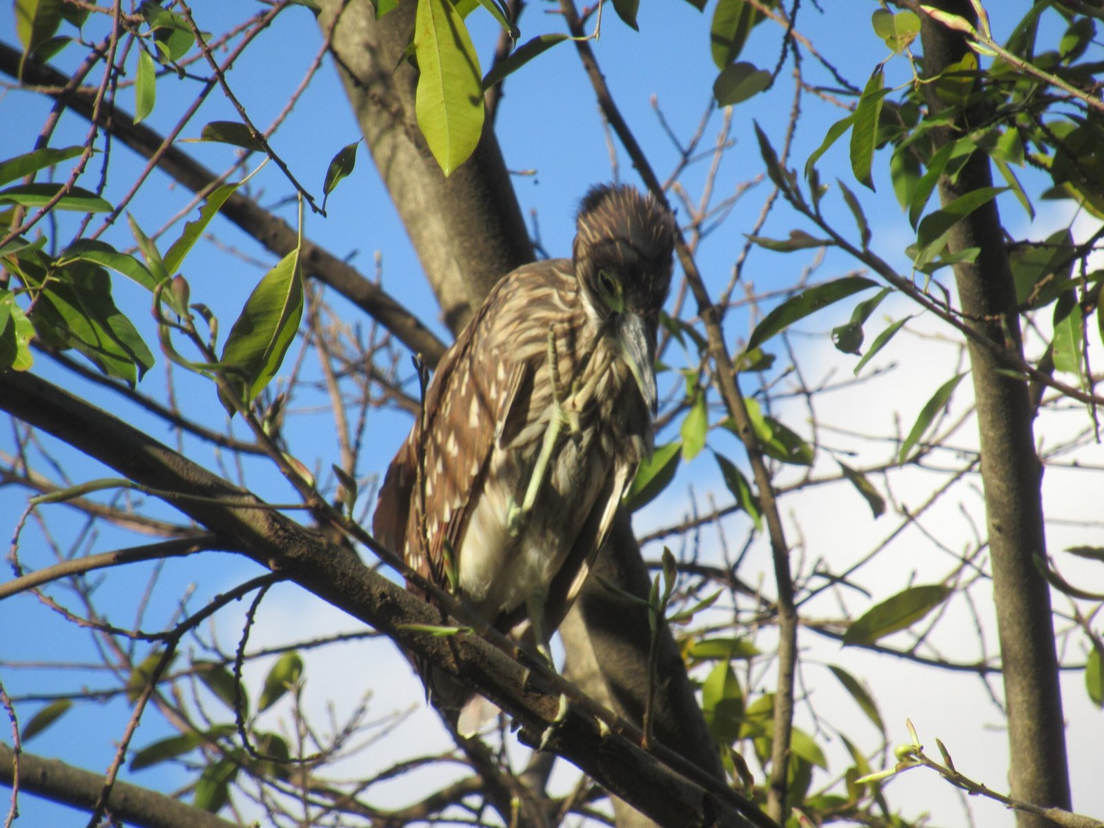 Urban Birds: Masters of Adaptation (image credits: wikimedia)