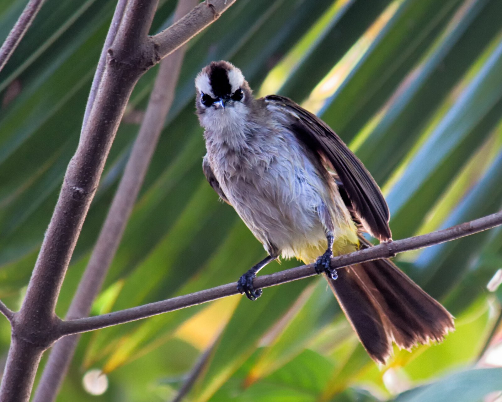 Learning the Timetable: Avian Intelligence at Work (image credits: wikimedia)
