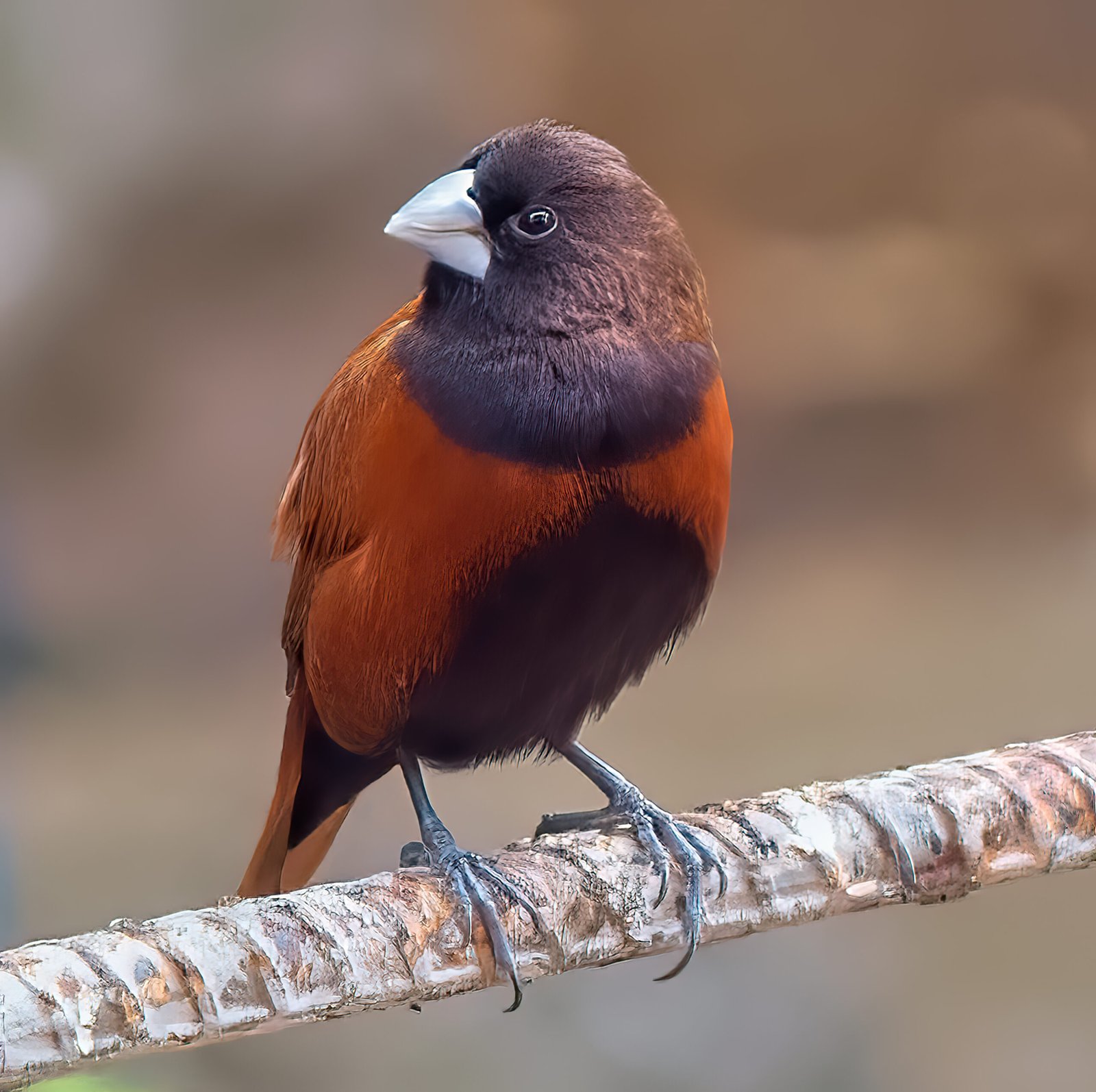 Feathered Freeloaders or Urban Innovators? (image credits: wikimedia)
