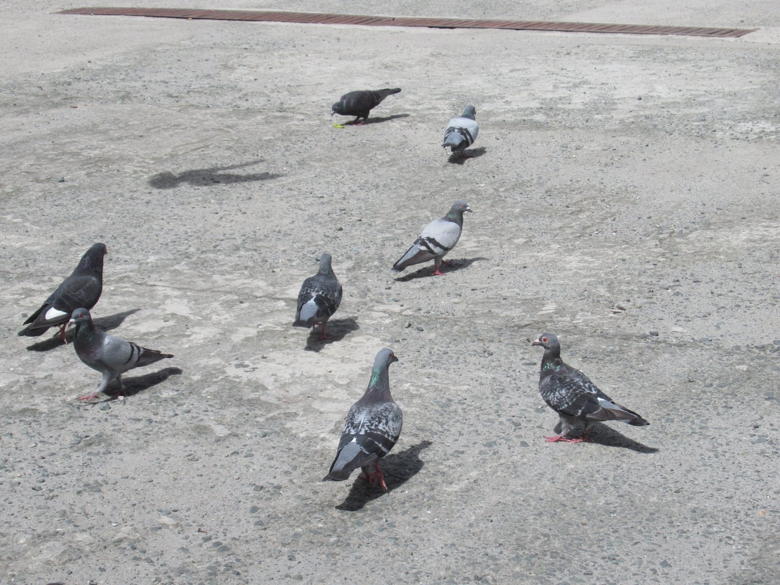 Public Reactions: Curiosity, Concern, and Delight (image credits: wikimedia)