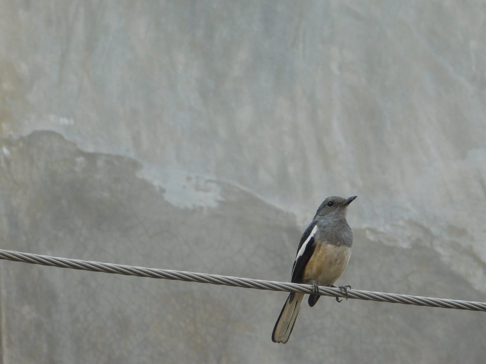 Reflections on Survival and Coexistence (image credits: wikimedia)