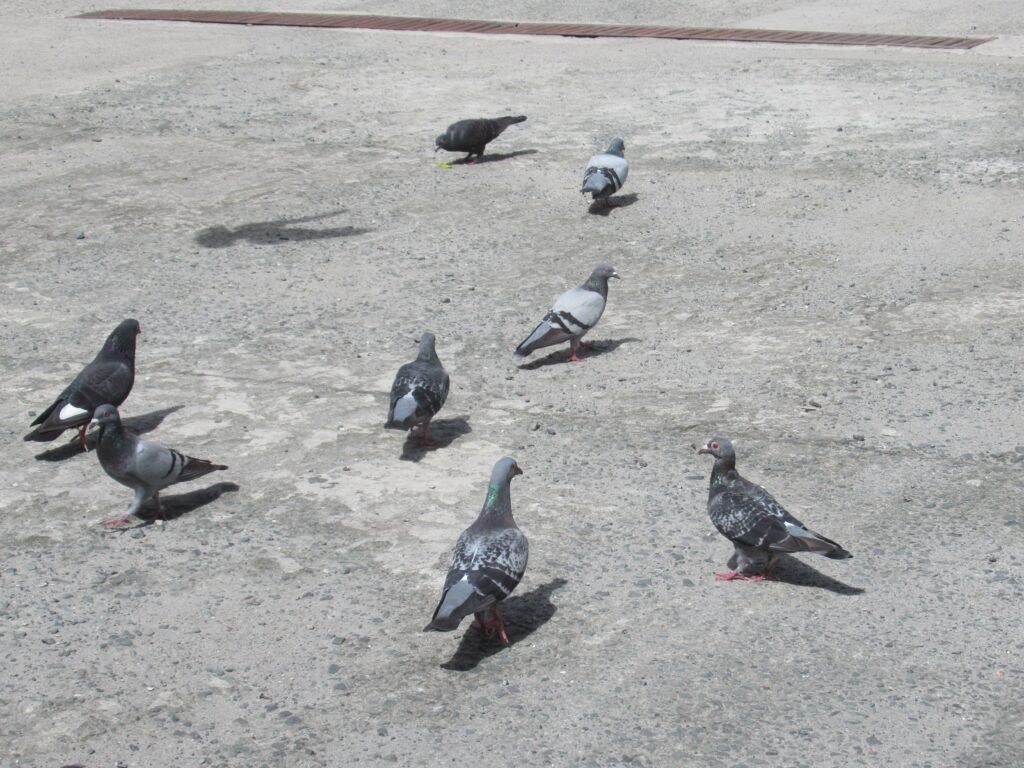 In Manila, Birds Have Adapted to Commute With the MRT