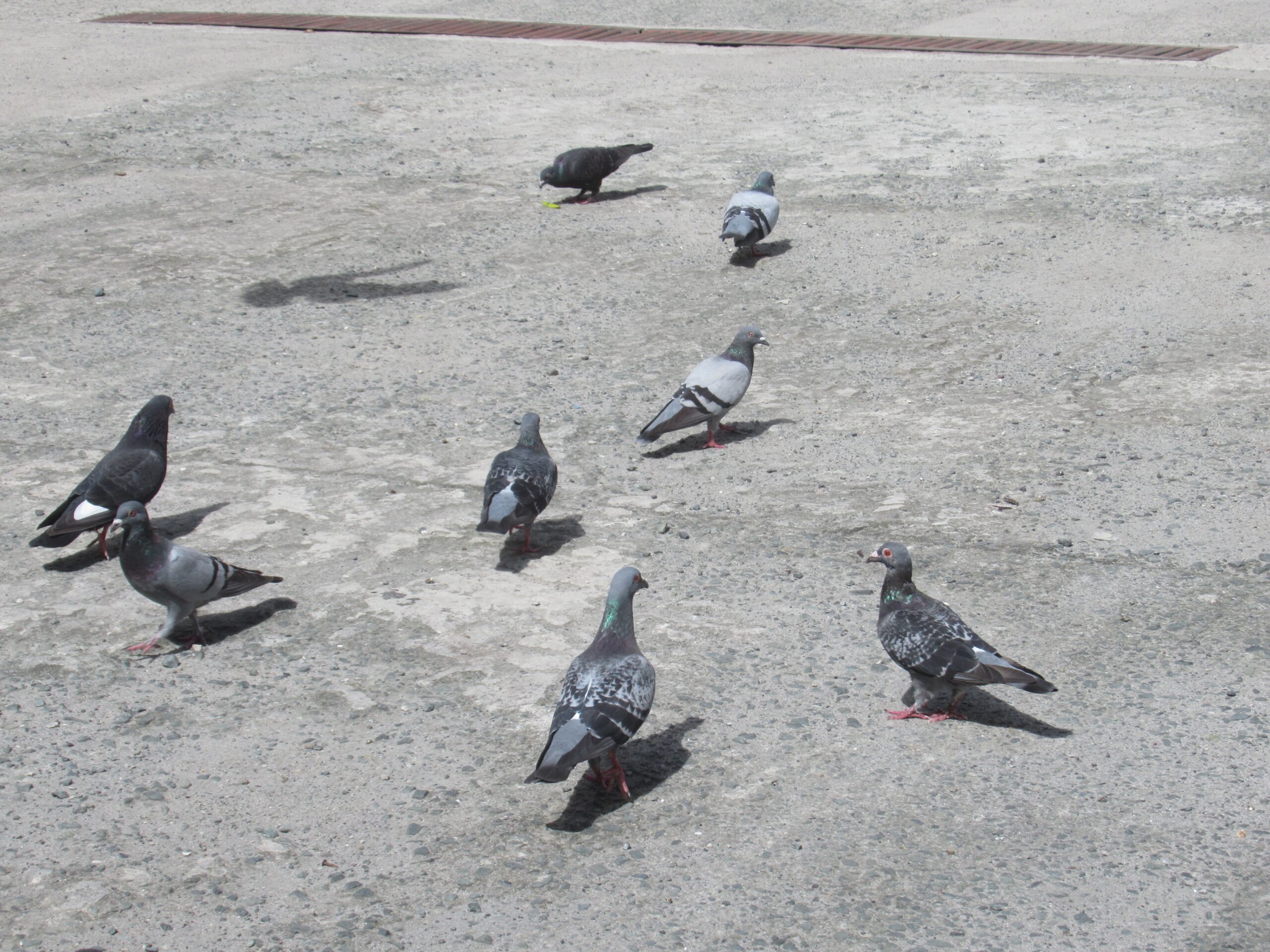 In Manila, Birds Have Adapted to Commute With the MRT