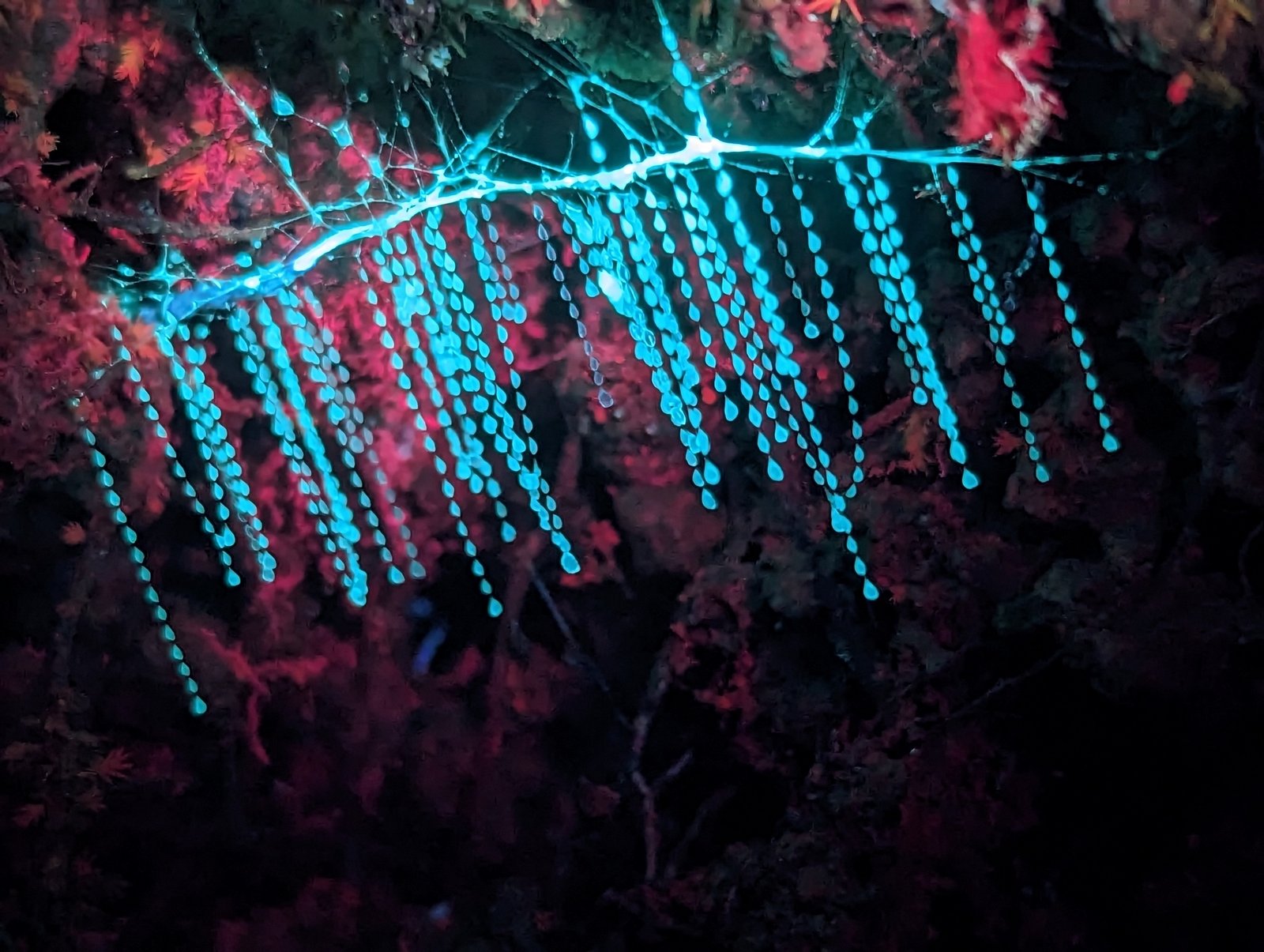 The Glistening Threads: Nature’s Sticky Traps (image credits: wikimedia)