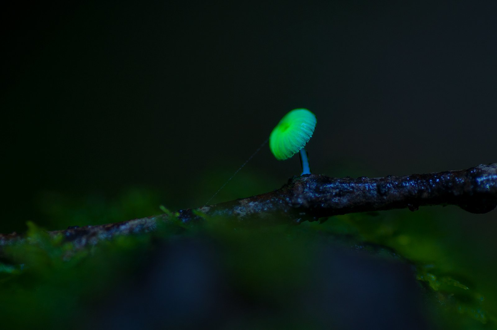 The Science Behind the Glow (image credits: wikimedia)