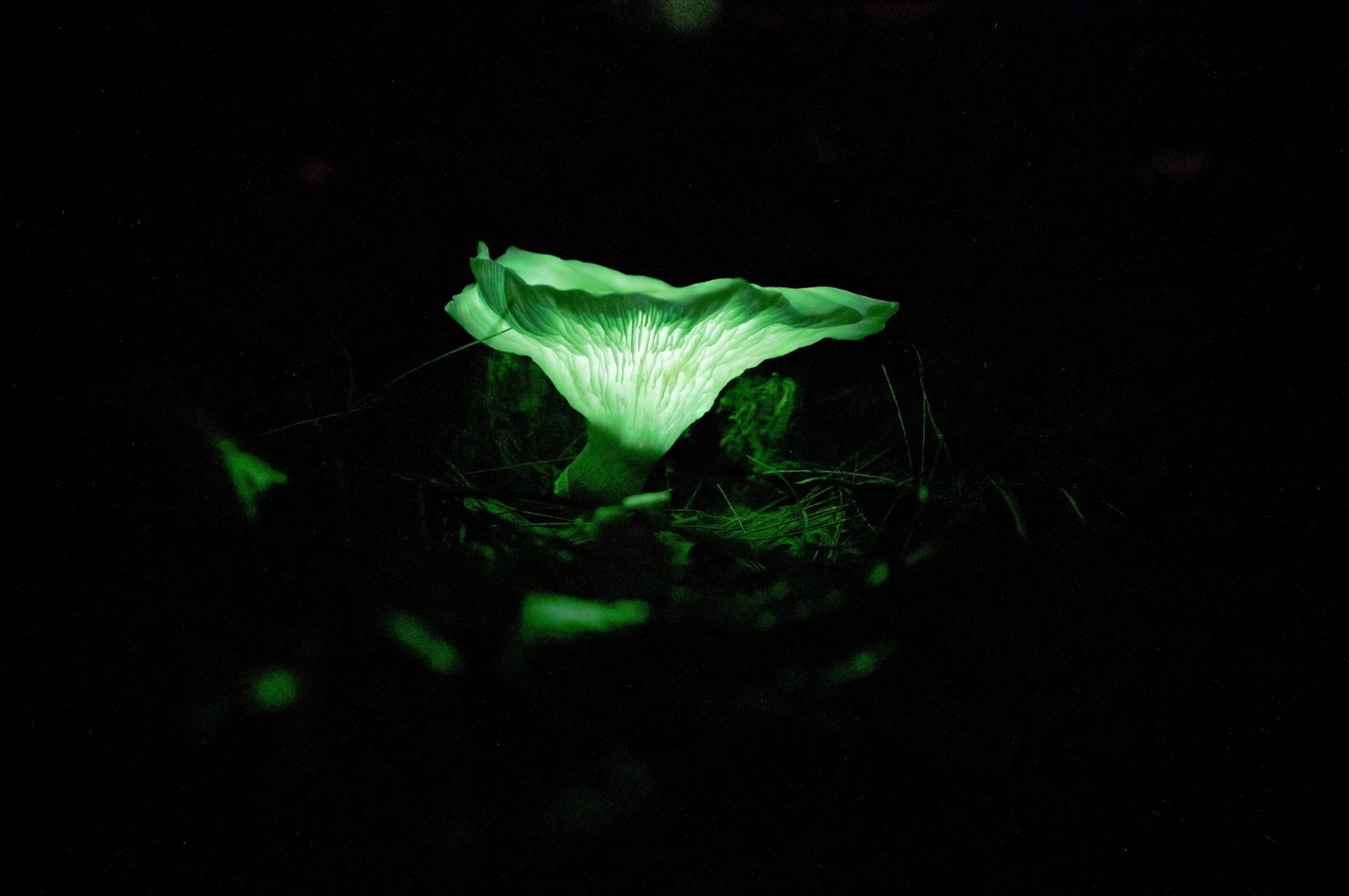 The Role of Mushrooms in the Rainforest Ecosystem (image credits: wikimedia)