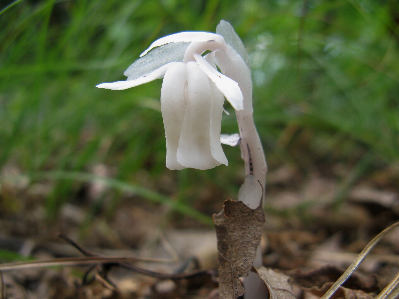 The Cultural Impact: Myths, Legends, and Local Lore (image credits: wikimedia)