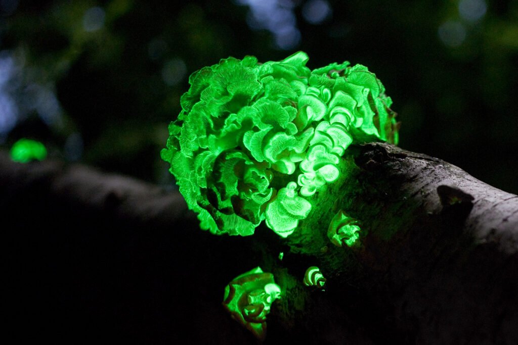 Glow-in-the-Dark Mushrooms Are Lighting Up Malaysian Forests Like Fairy Villages