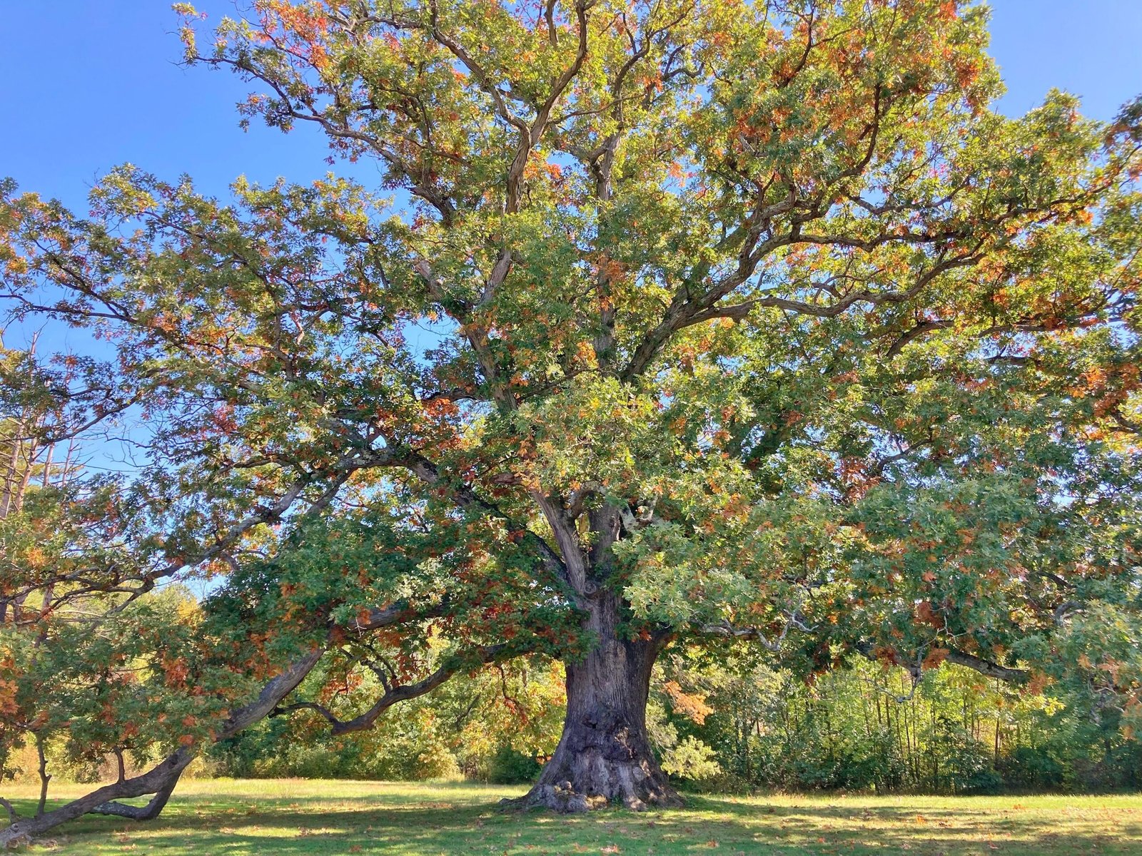 The Birth of a Legend (image credits: wikimedia)