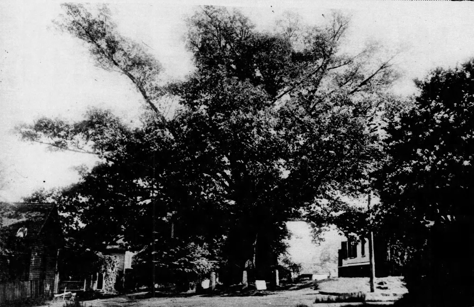 The Broader Conversation on Nature’s Rights (image credits: wikimedia)