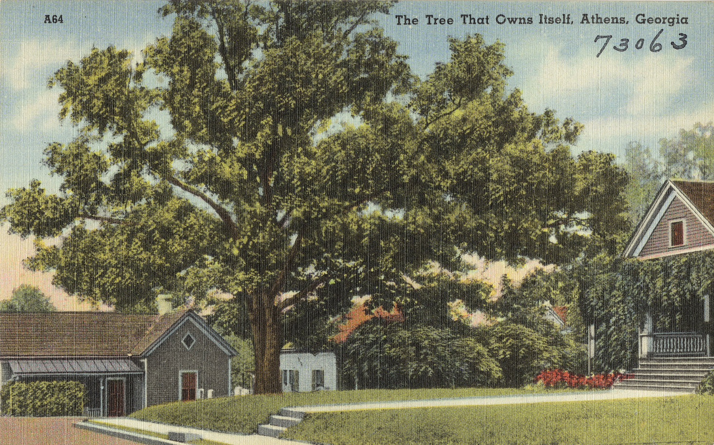 The Tree That Owns Itself: A Legal Mystery in a Living Organism