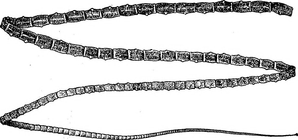 A Life Lived in the Shadows: How Tapeworms Stay Hidden (image credits: wikimedia)