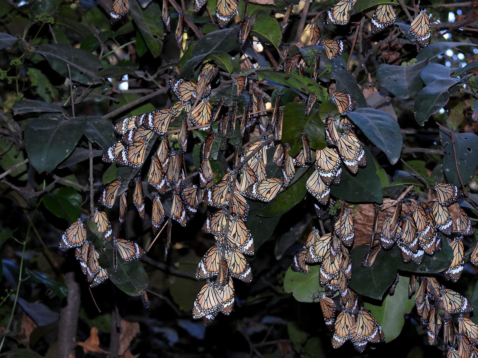 Changing Habitats: Where Do Creatures Go? (image credits: wikimedia)