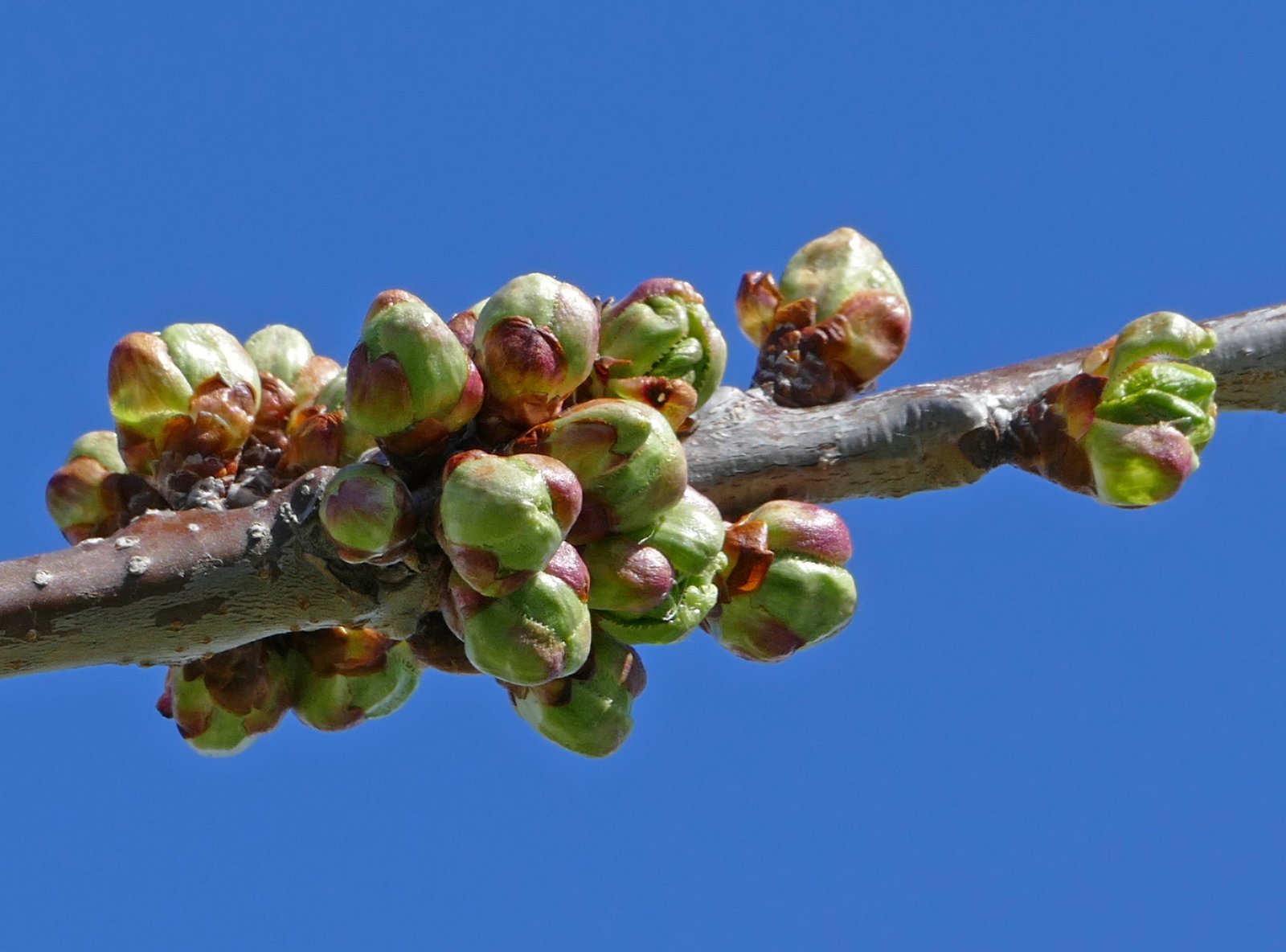 Tree Buds and Blossoms: The Science Behind the Show (image credits: wikimedia)