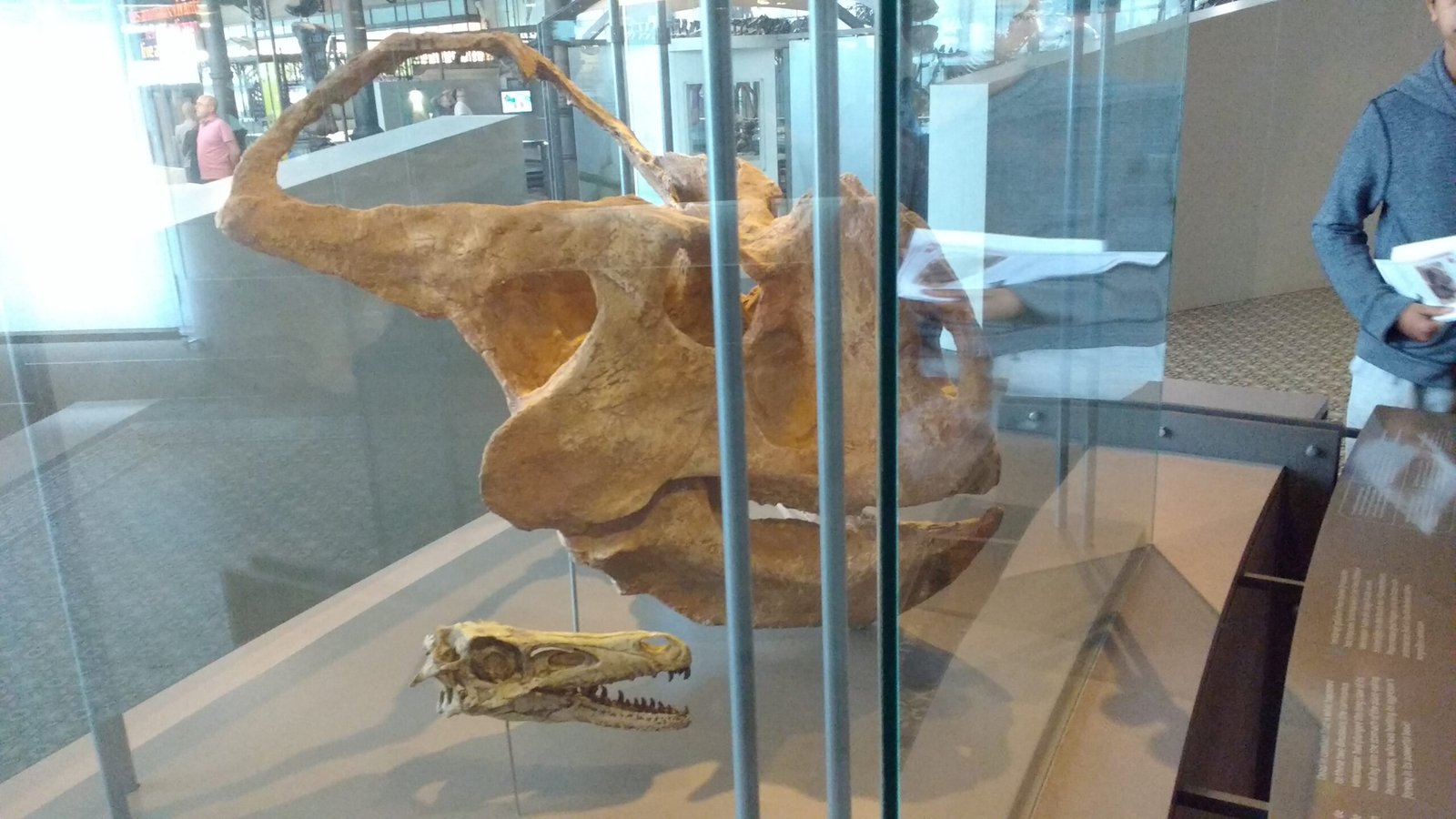 The Combatants: Velociraptor Versus Protoceratops (image credits: wikimedia)