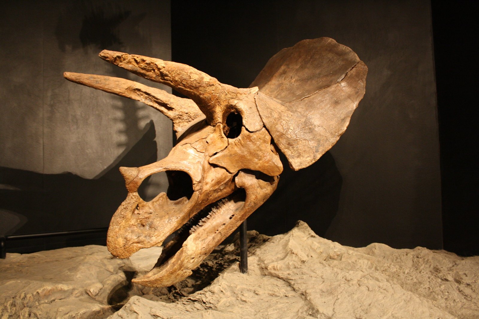 A Snapshot of Cretaceous Life (image credits: wikimedia)