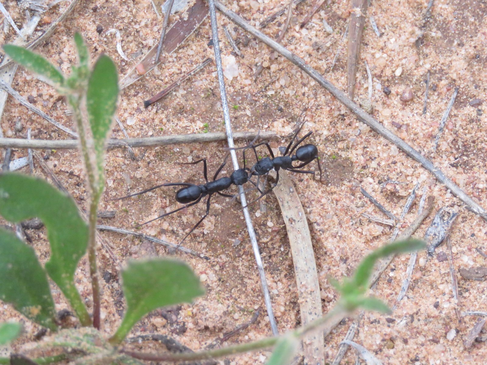 The Wild Arena of Australia’s Outback (image credits: wikimedia)
