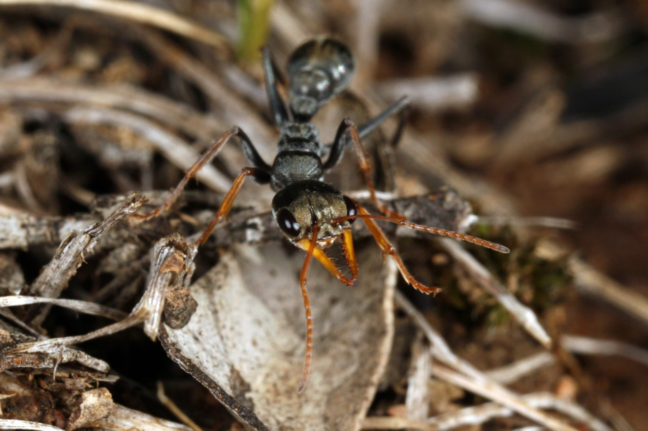 Venom Warriors: The Stinging Strategies of Jack Jumpers (image credits: wikimedia)