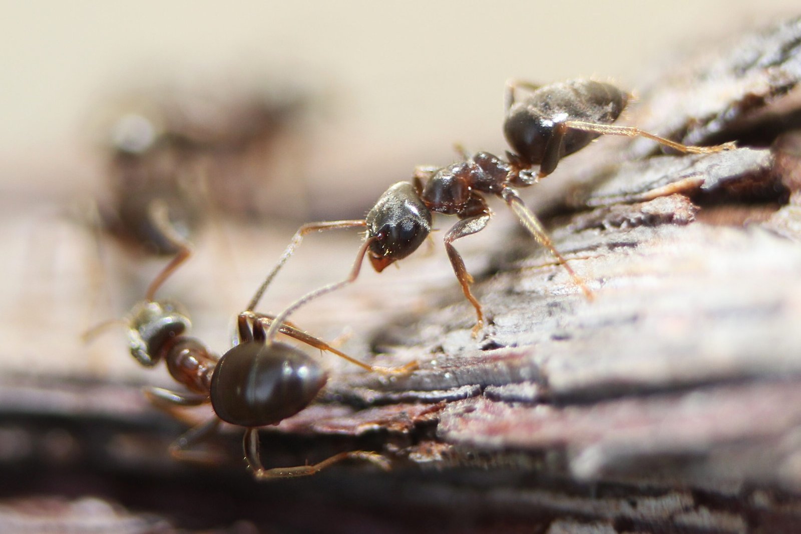 The Broader Impact: Why Ant Martial Arts Matter (image credits: wikimedia)