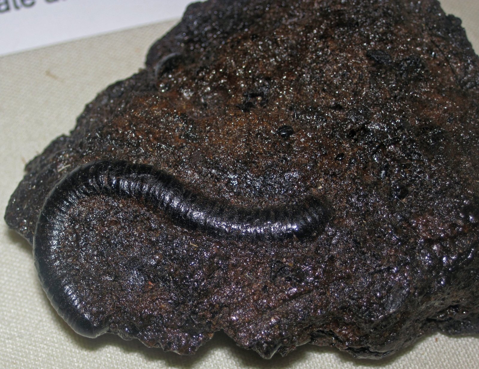 Mysteries of Extinction (image credits: wikimedia)