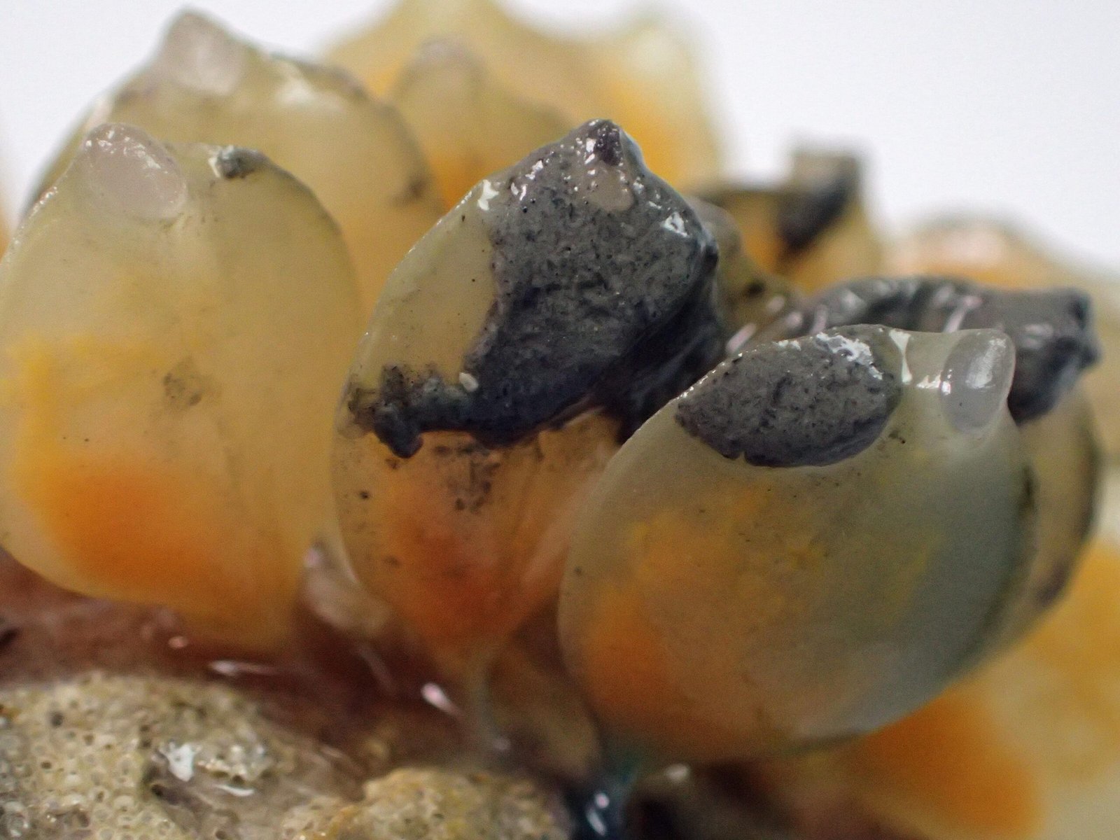 What Exactly Is a Sea Squirt? (image credits: wikimedia)