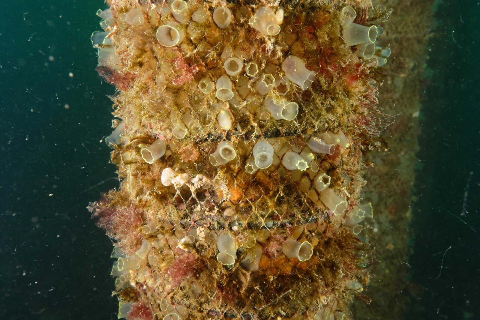 Breathing Without Lungs: How Sea Squirts Respire (image credits: wikimedia)
