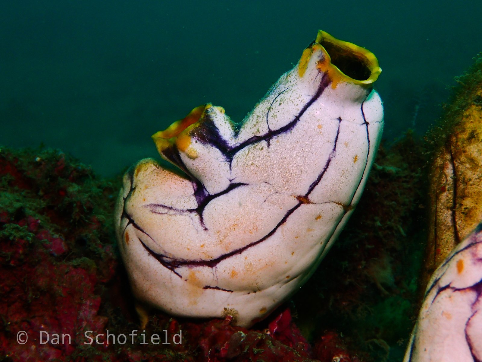 A Close Kinship to Us: Chordate Connections (image credits: wikimedia)