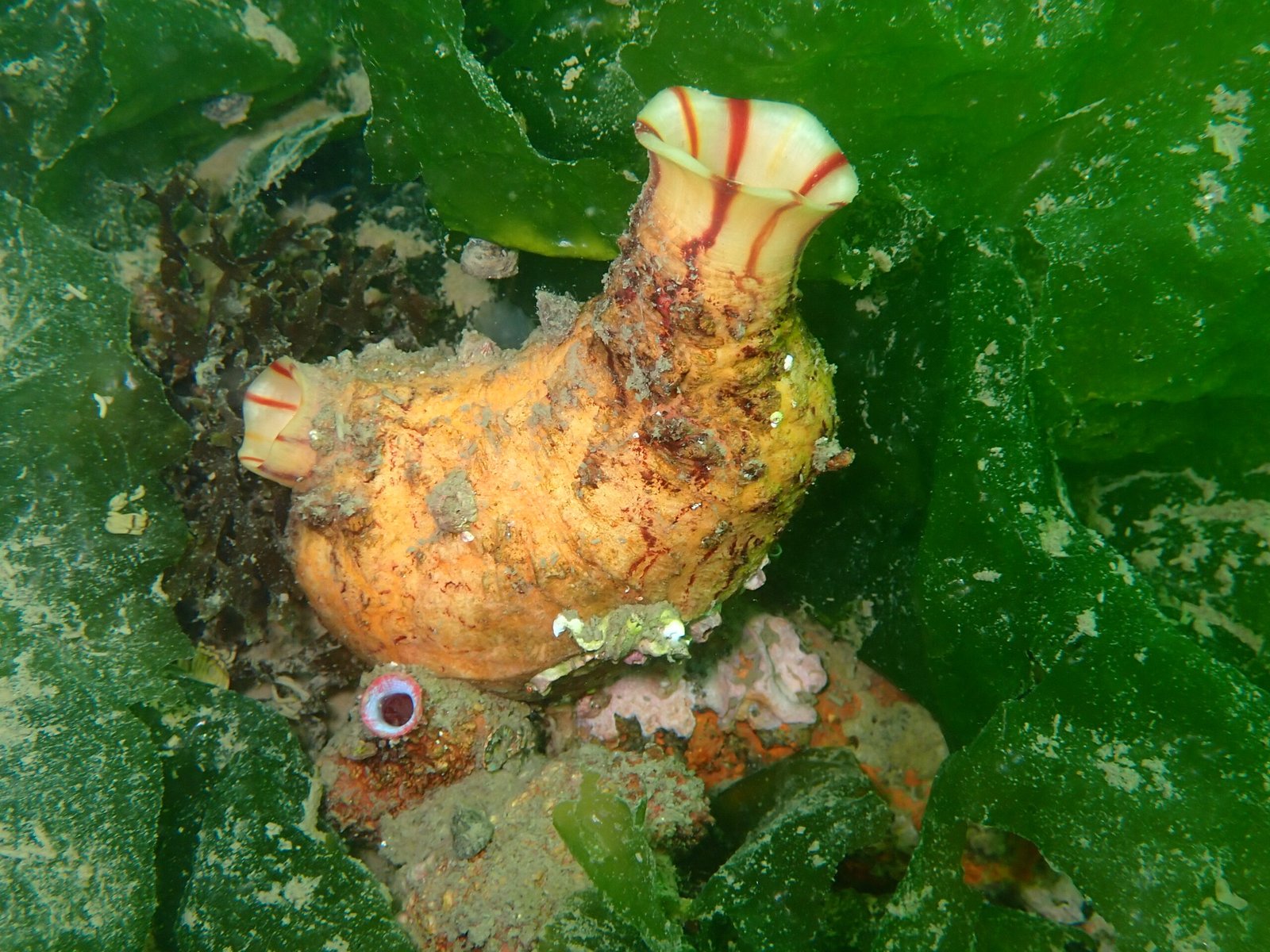 Masters of Adaptation (image credits: wikimedia)