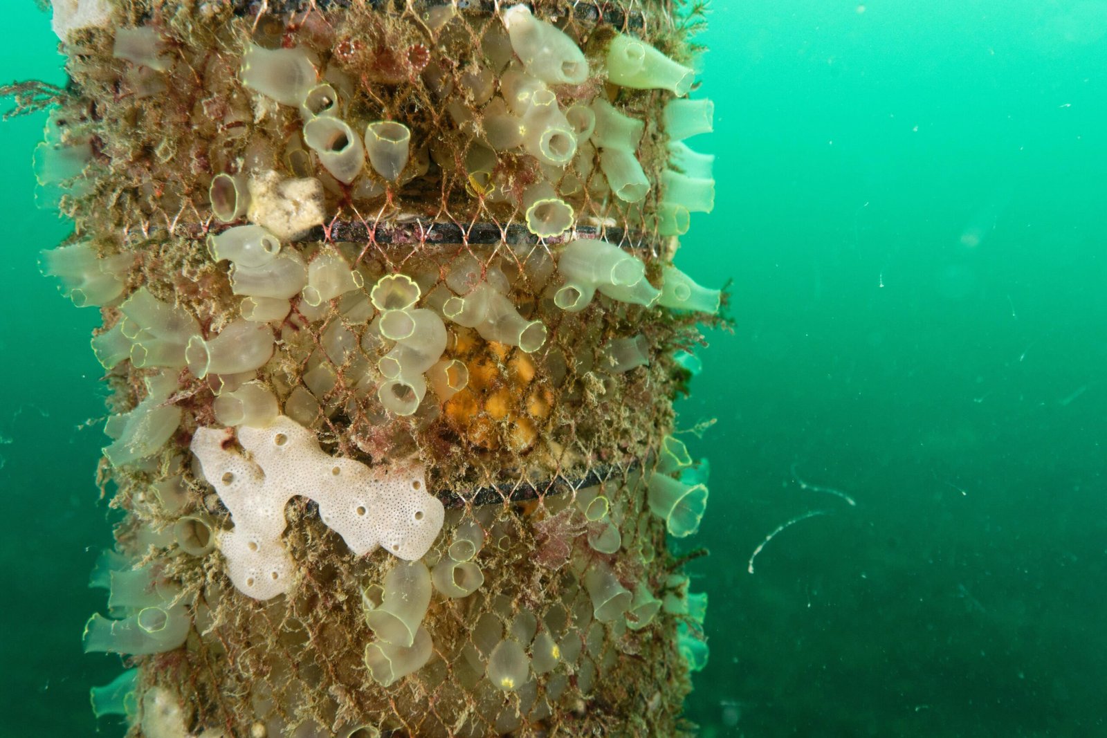 Colonies, Solitary Blobs, and Bizarre Shapes (image credits: wikimedia)