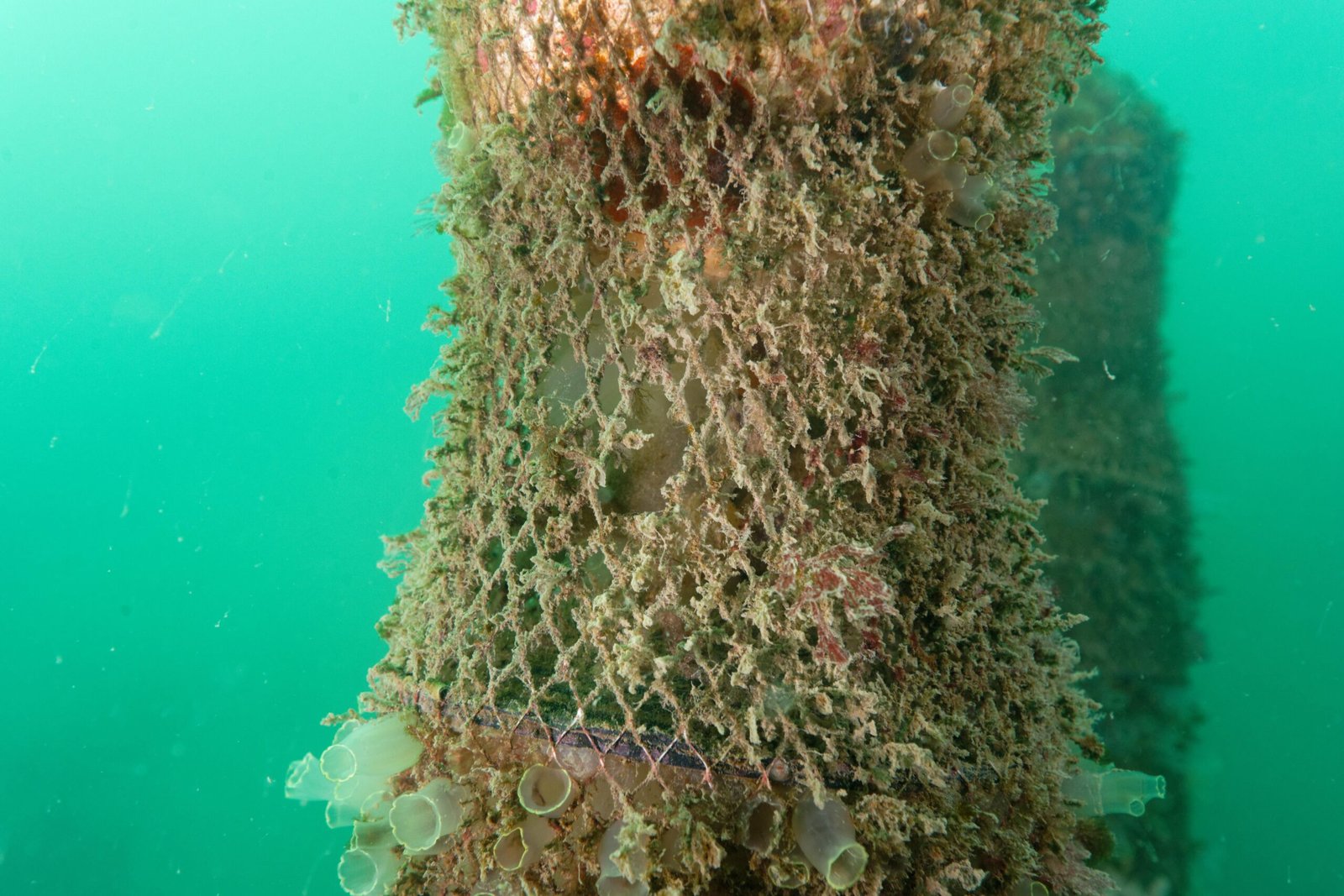 Regeneration: Healing Like Science Fiction (image credits: wikimedia)